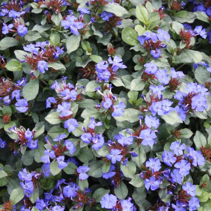 Ceratostigma plumbaginoides
