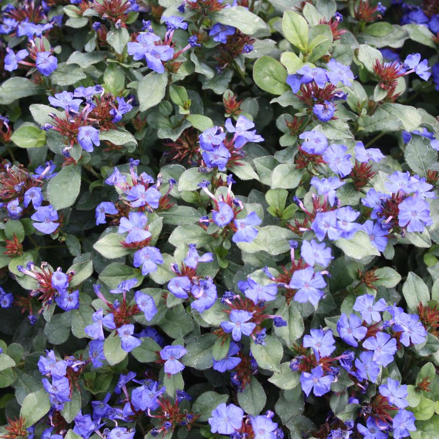 Ceratostigma plumbaginoides