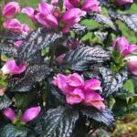 Chelone lyonii Tiny Tortuga