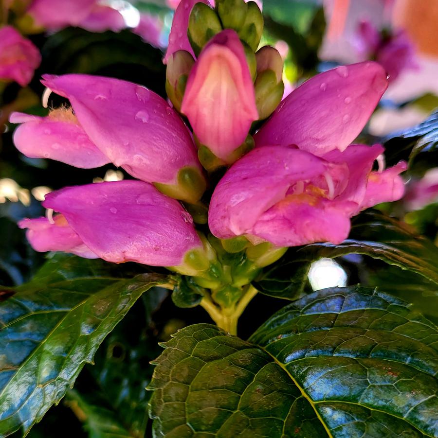 Chelone lyonii