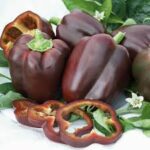 Pepper Chocolate Beauty (4 Pack)