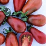 Tomato Small Fruit Chocolate Pear (Single)