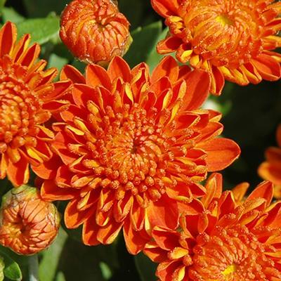 Chrysanthemum Igloo Autumn Spice