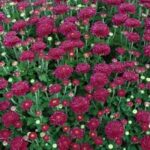 Chrysanthemum Igloo Cool