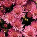 Chrysanthemum Igloo Fireworks