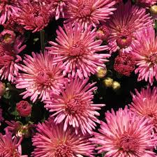 Chrysanthemum Igloo Fireworks