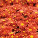 Chrysanthemum Igloo Pumpkin