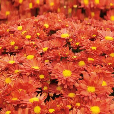 Chrysanthemum Igloo Pumpkin