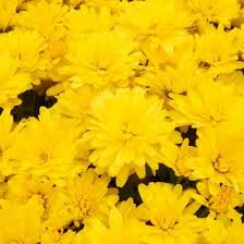 Chrysanthemum Igloo Radiant