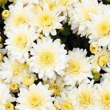 Chrysanthemum Igloo Snowy