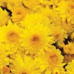 Chrysanthemum Igloo Sunny