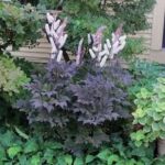 Cimicifuga racemosa Hillside Black Beauty
