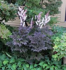 Cimicifuga (Actaea) ramosa ‘Hillside Black Beauty’