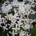 Clematis paniculata Sweet Autumn