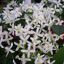 Clematis paniculata Sweet Autumn