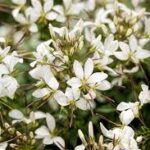 Cleome Senorita Blanca