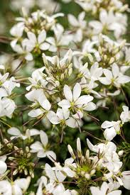 Cleome Senorita Blanca