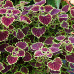 Coleus Burgundy Wedding Train