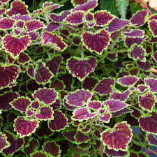 Coleus Burgundy Wedding Train