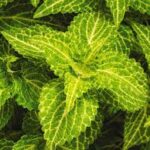 Coleus Charged Up Electric Lime
