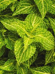 Coleus Charged Up Electric Lime