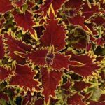 Coleus Copperhead