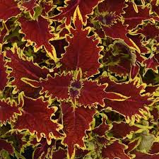 Coleus Copperhead