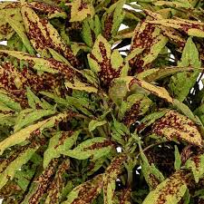 Coleus Down Town Greenville