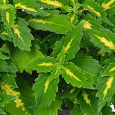 Coleus Downtown Port Fairy