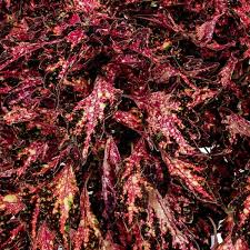 Coleus Downtown Santa Monica