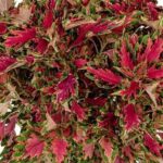 Coleus Downtown Vegas Neon