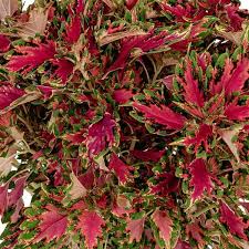 Coleus Downtown Vegas Neon