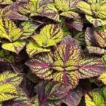 Coleus Fishnet Stockings