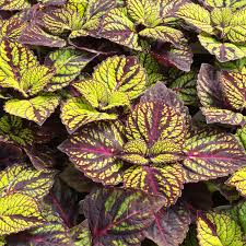 Coleus Fishnet Stockings