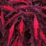 Coleus Flame Thrower Adobo Pink