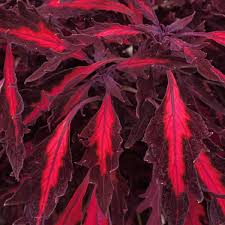 Coleus Flame Thrower Adobo Pink