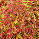 Coleus Flame Thrower Cajun Spice
