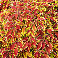 Coleus Flame Thrower Cajun Spice