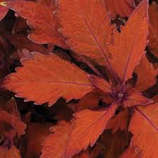 Coleus Flame Thrower Habanero