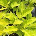Coleus Flame Thrower Salsa Verde