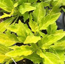 Coleus Flame Thrower Salsa Verde