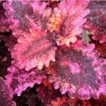 Coleus Florida Sun Rose