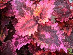 Coleus Florida Sun Rose