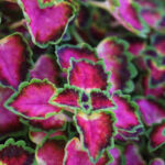 Coleus Great Falls Angel