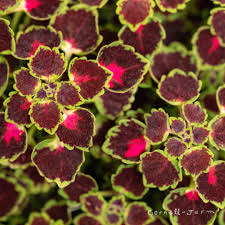 Coleus Great Falls Iguazu
