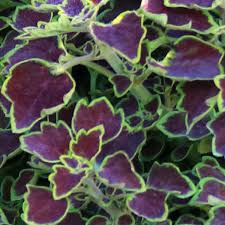 Coleus Great Falls Niagara
