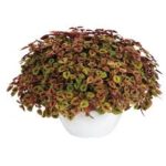 Coleus Great Falls Rose Gold