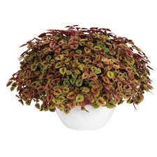 Coleus Great Falls Rose Gold