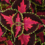 Coleus Heartbreaker