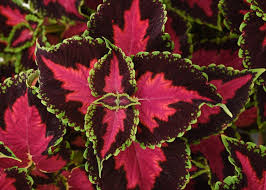 Coleus Heartbreaker